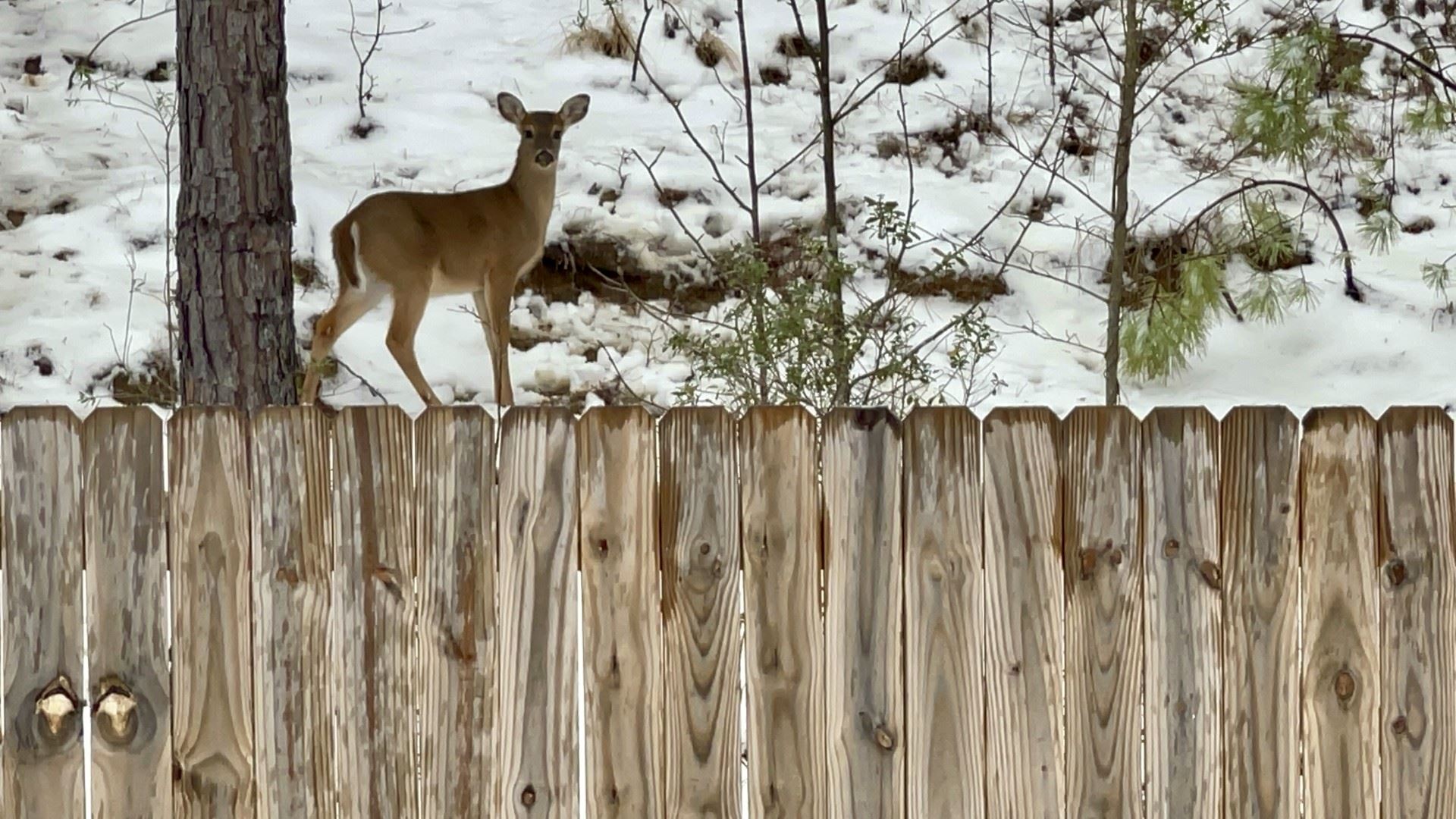 Snow Day in Pelham January 10, 2024