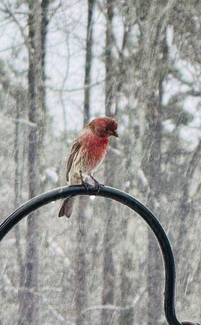 Snow Day in Pelham January 10, 2024